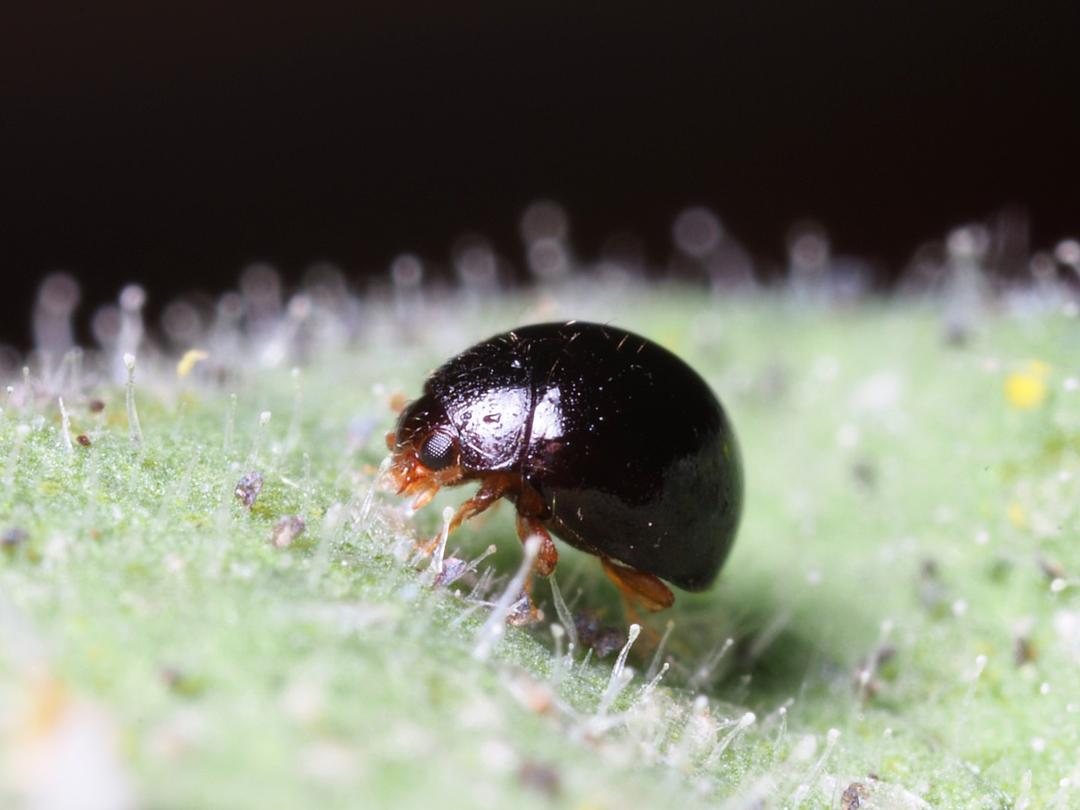 Delphastus pusillus adult